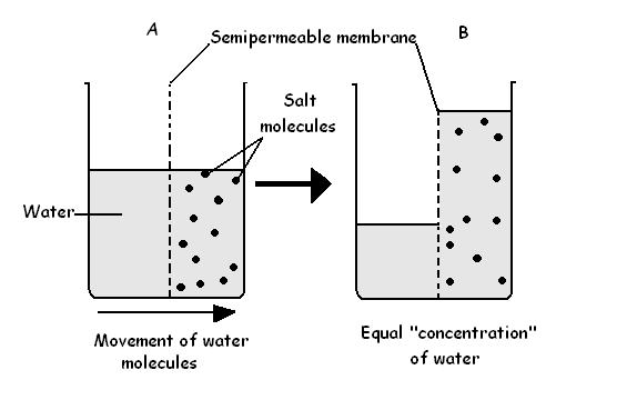 semi-permeable membrane